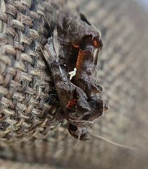 Plusiopalpa