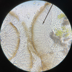 Acarospora glaucocarpa