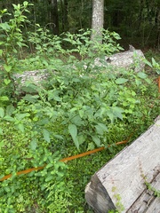 Solanum pseudogracile