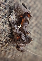 Plusiopalpa