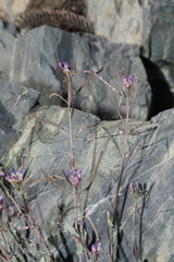 Boechera nevadensis