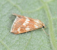Epascestria pustulalis