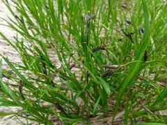 Carex macrochaeta