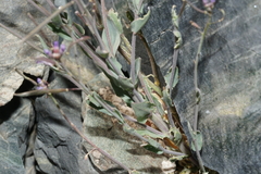 Boechera nevadensis