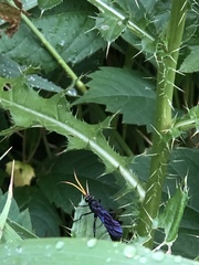 Gnamptopelta obsidianator