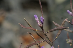 Boechera nevadensis