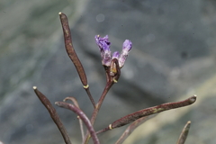 Boechera nevadensis