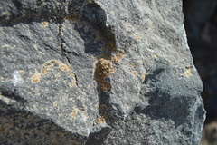 Polycauliona inconspecta