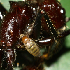 Apocephalus