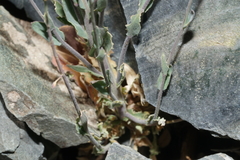 Boechera nevadensis