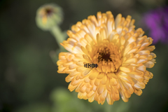 Meliscaeva cinctella