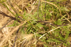 Sisymbrium officinale