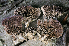 Trichaptum laricinum