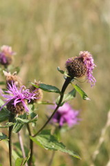 Centaurea phrygia carpatica