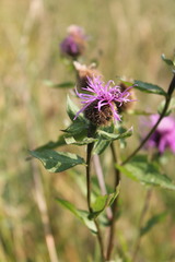 Centaurea phrygia carpatica