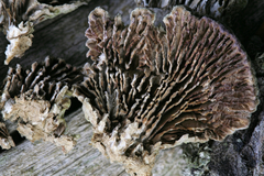 Trichaptum laricinum