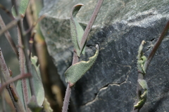 Boechera nevadensis