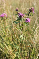 Centaurea phrygia carpatica