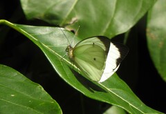 Ganyra phaloe