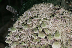 Trichaptum laricinum