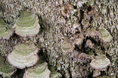 Trichaptum laricinum