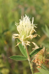 Trifolium pannonicum