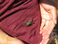Geograpsus lividus