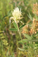 Trifolium pannonicum