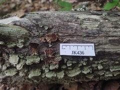 Trichaptum laricinum