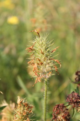 Trifolium pannonicum
