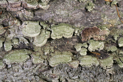Trichaptum laricinum