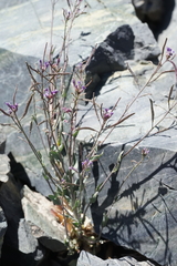 Boechera nevadensis