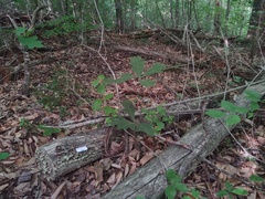 Trichaptum laricinum