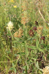 Trifolium pannonicum