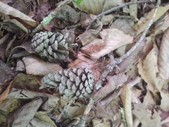 Trichaptum laricinum
