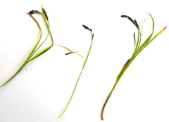 Carex macrochaeta