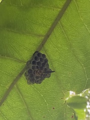 Mischocyttarus basimacula