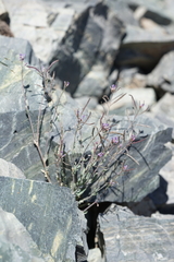 Boechera nevadensis