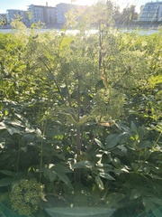 Angelica archangelica litoralis