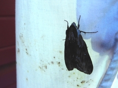 Sphinx poecila