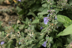 Nepeta × faassenii
