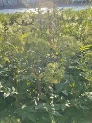 Angelica archangelica litoralis
