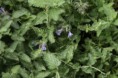 Nepeta × faassenii