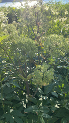 Angelica archangelica litoralis