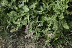 Nepeta × faassenii