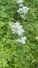 Filipendula ulmaria