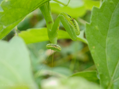Hierodula patellifera
