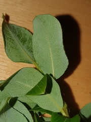 Salix waldsteiniana