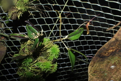 Restrepia citrina