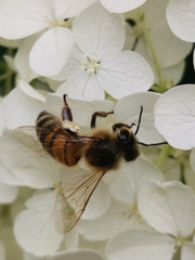 Apis mellifera